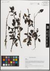 Foto von Salix L.